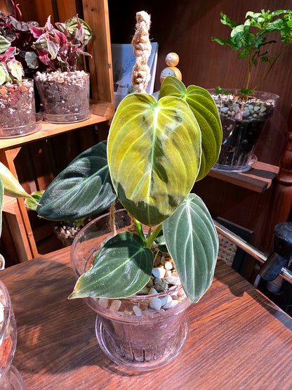 Philodendron melanochrysum 黑金蔓綠絨