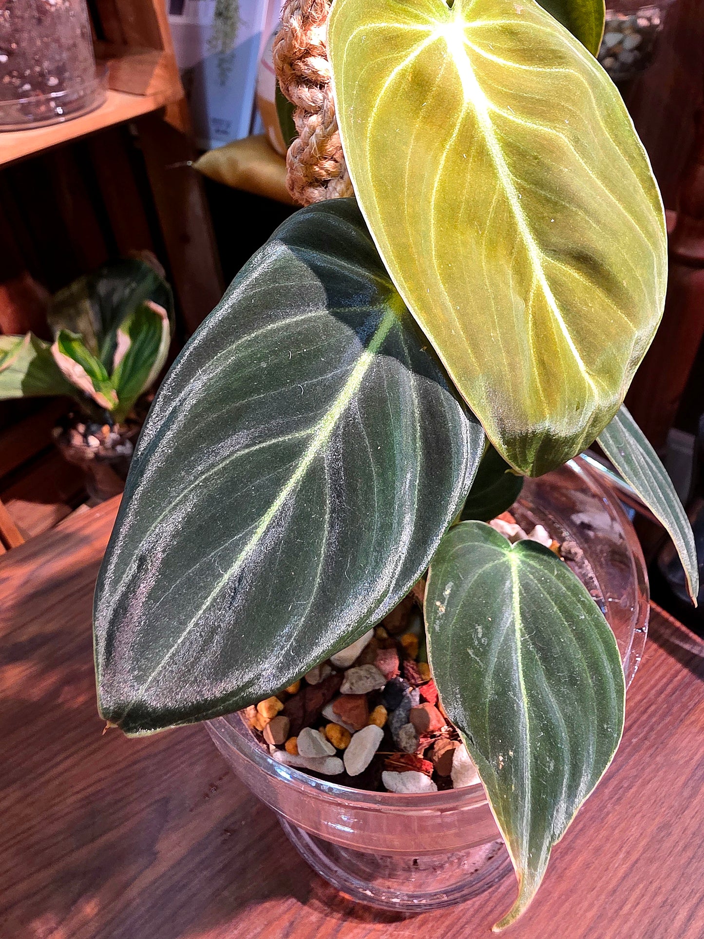 Philodendron melanochrysum 黑金蔓綠絨