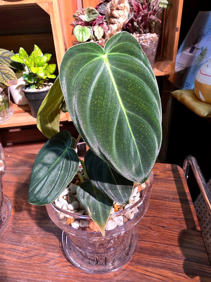 Philodendron melanochrysum 黑金蔓綠絨