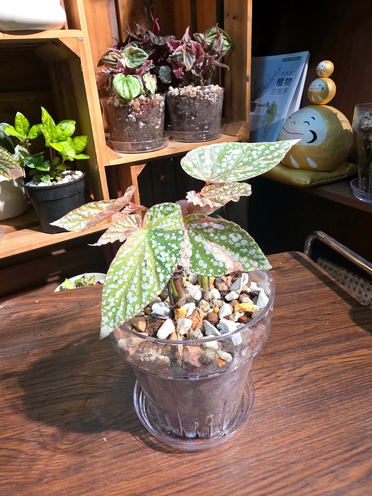 Begonia snow capped variegated 富士山錦秋海棠