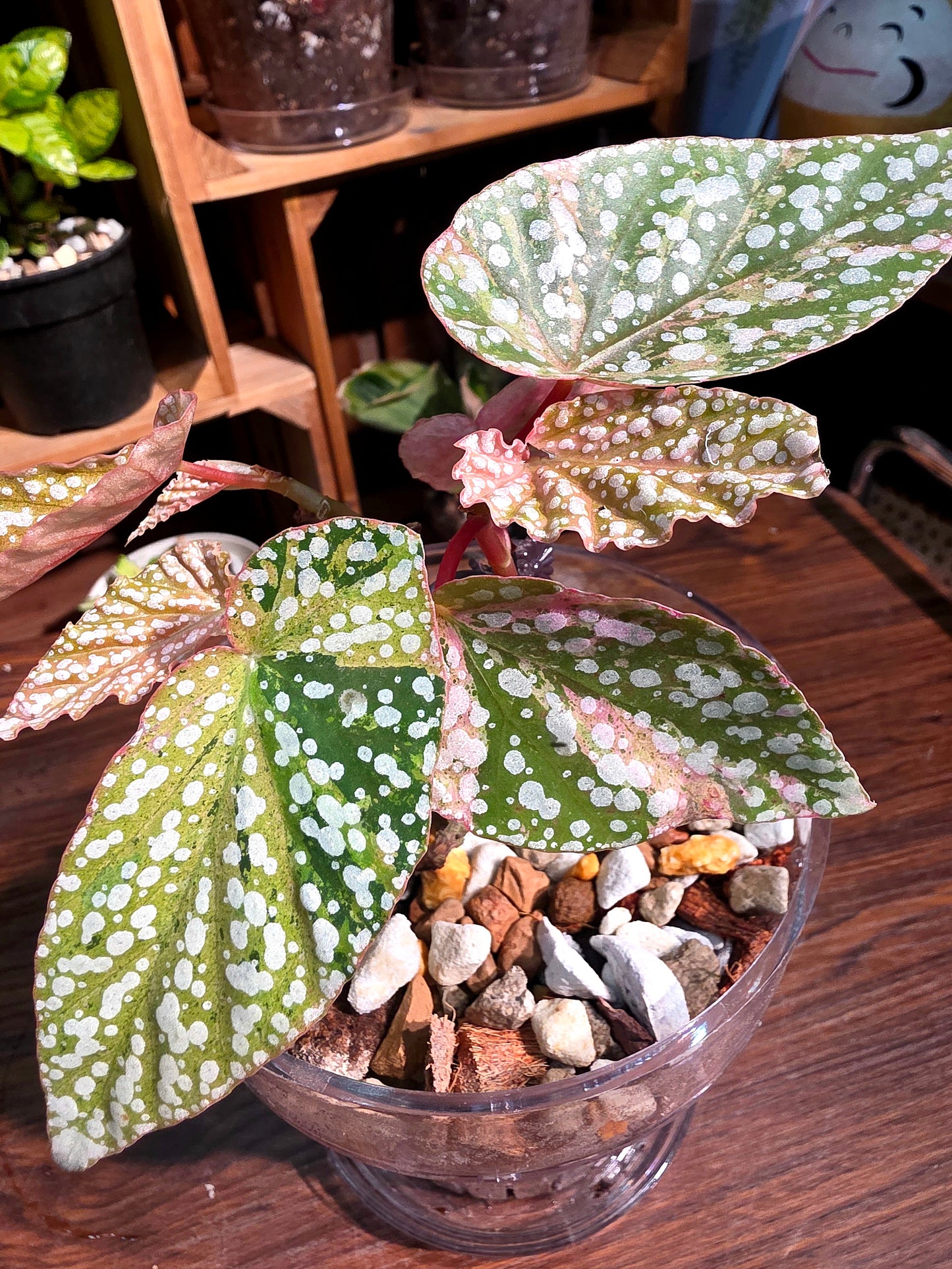 Begonia snow capped variegated 富士山錦秋海棠