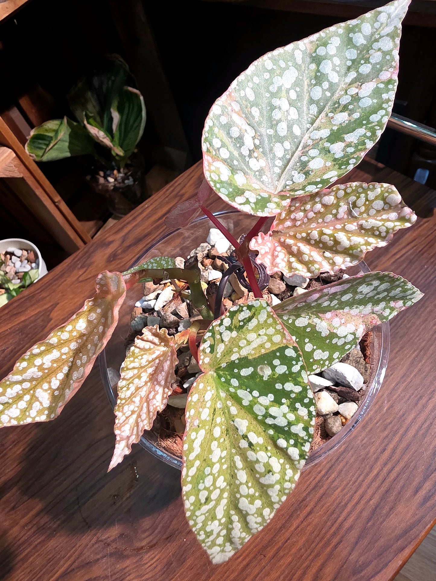 Begonia snow capped variegated 富士山錦秋海棠