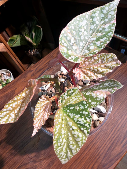 Begonia snow capped variegated 富士山錦秋海棠