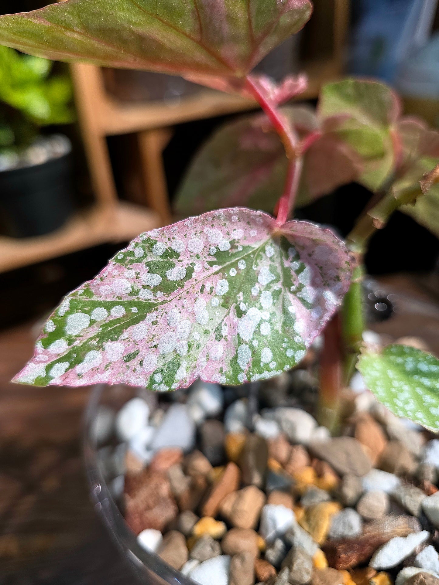 Begonia snow capped variegated 富士山錦秋海棠