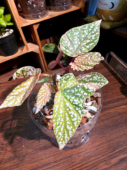 Begonia snow capped variegated 富士山錦秋海棠