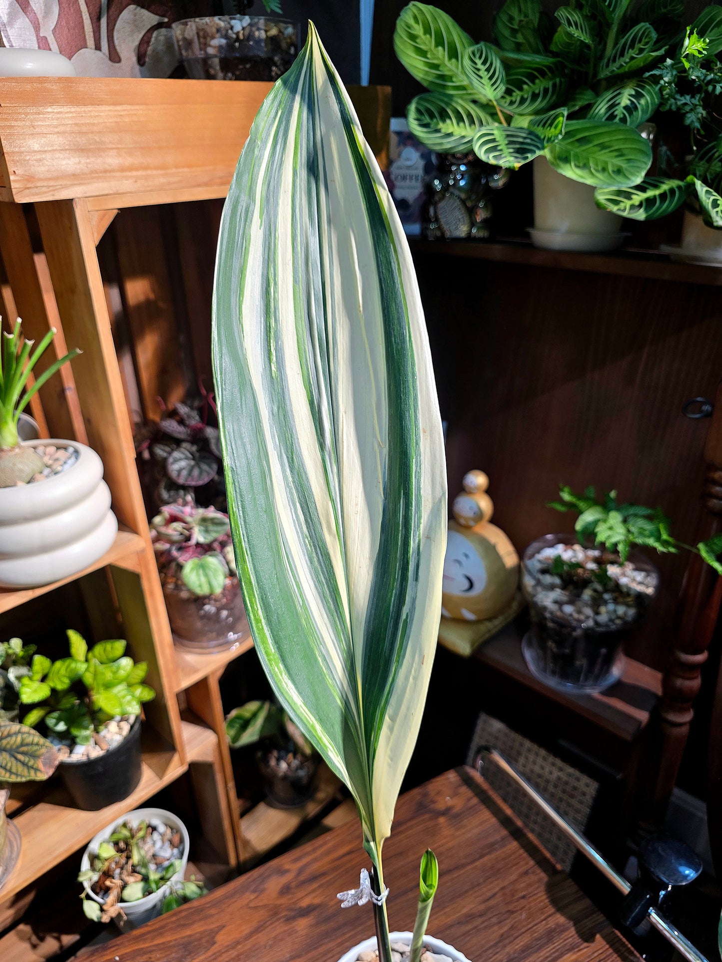 Aspidstra elatior variegated 斑葉一葉蘭