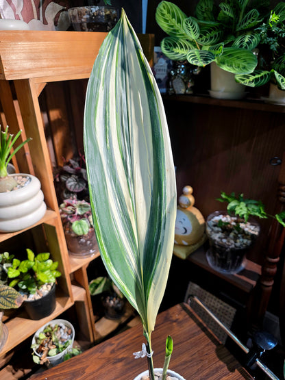 Aspidstra elatior variegated 斑葉一葉蘭