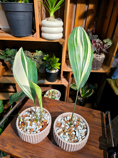 Aspidstra elatior variegated 斑葉一葉蘭