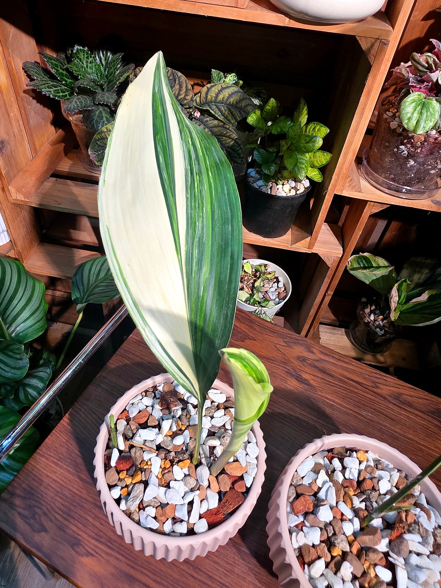 Aspidstra elatior variegated 斑葉一葉蘭