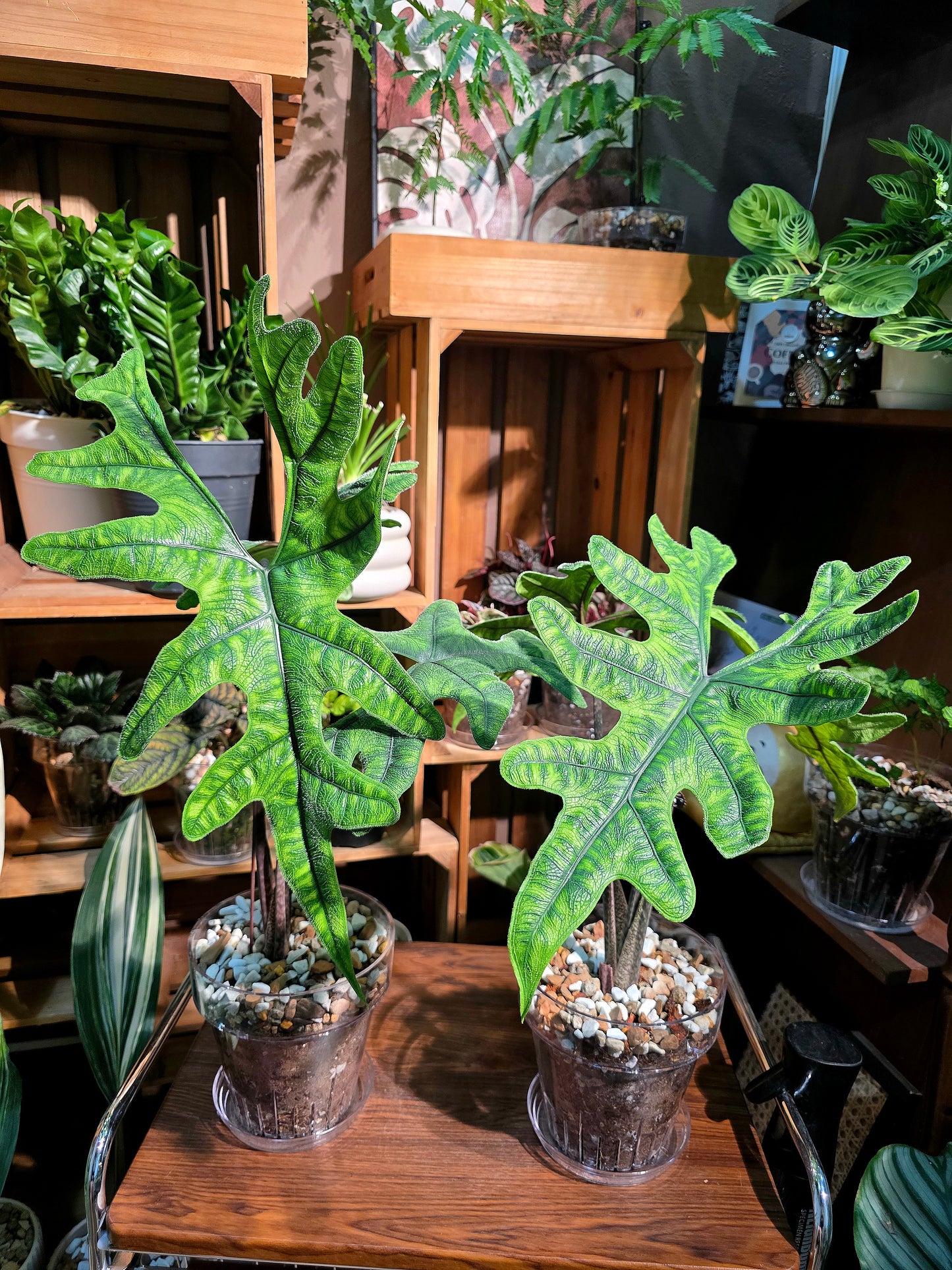 Alocasia jacklyn 傑克林海芋