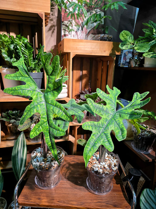 Alocasia jacklyn 傑克林海芋