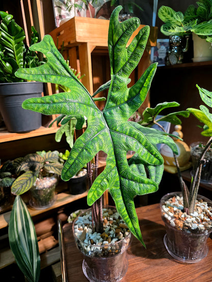 Alocasia jacklyn 傑克林海芋