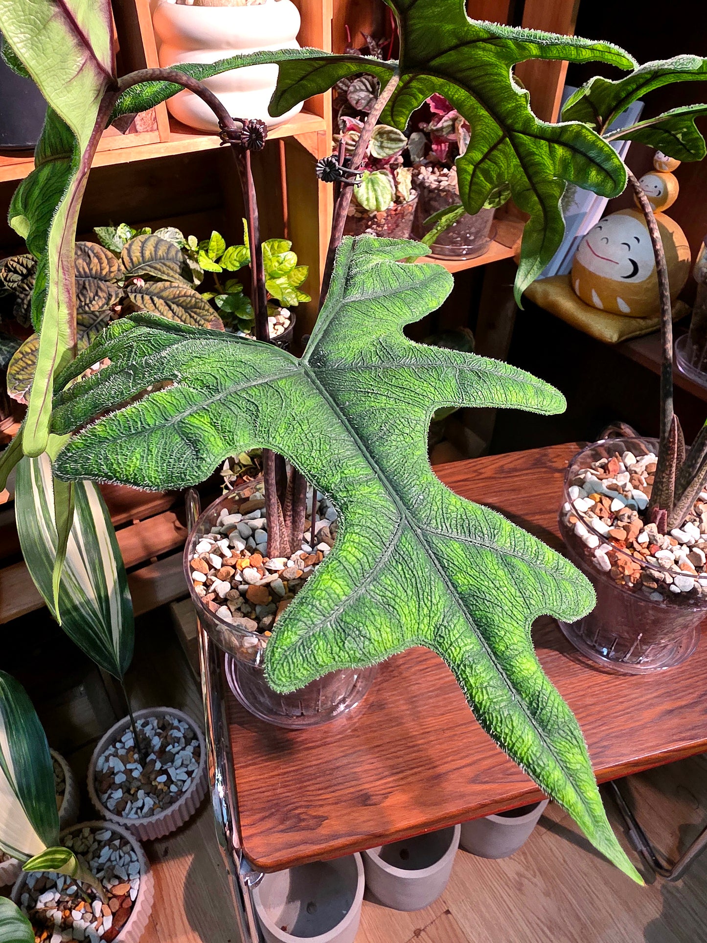 Alocasia jacklyn 傑克林海芋