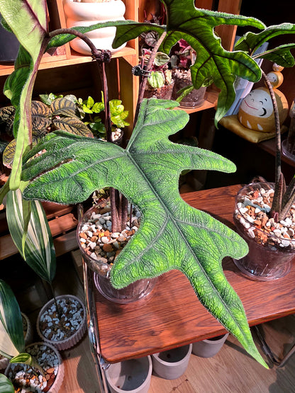 Alocasia jacklyn 傑克林海芋