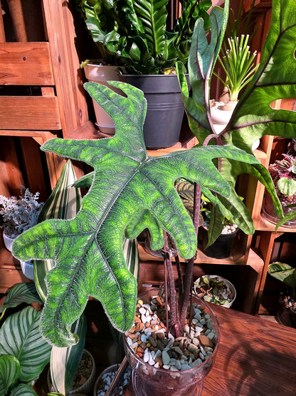 Alocasia jacklyn 傑克林海芋