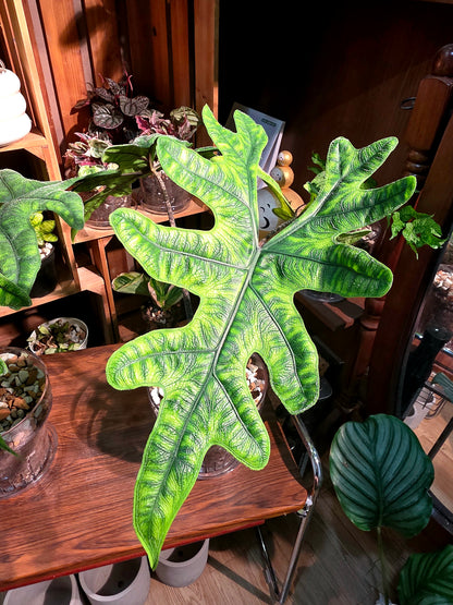 Alocasia jacklyn 傑克林海芋