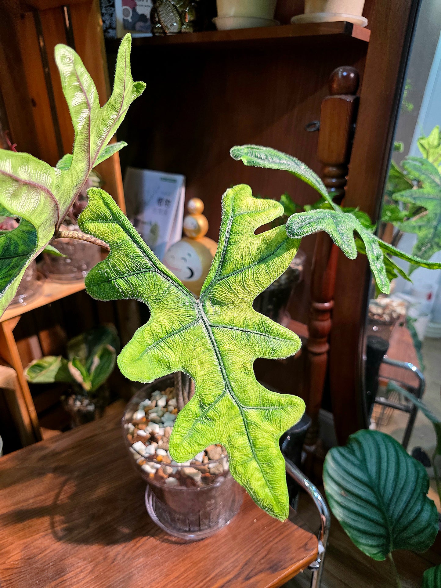 Alocasia jacklyn 傑克林海芋