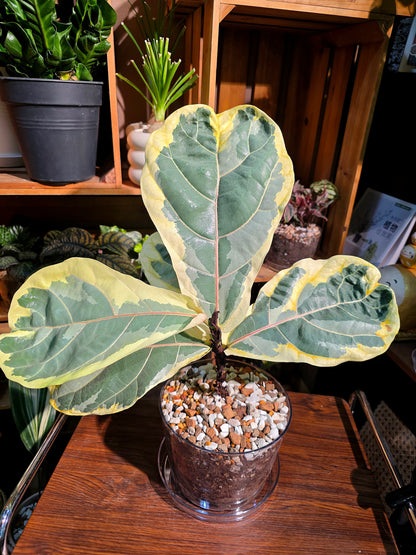 Ficus lyrata variegated 斑葉琴葉榕