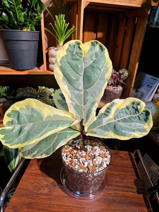 Ficus lyrata variegated 斑葉琴葉榕