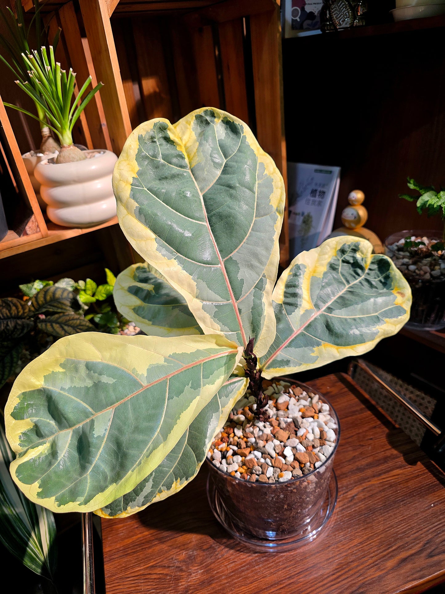 Ficus lyrata variegated 斑葉琴葉榕