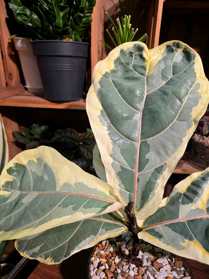 Ficus lyrata variegated 斑葉琴葉榕