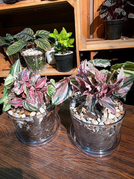 Peperomia pink lady 椒草錦