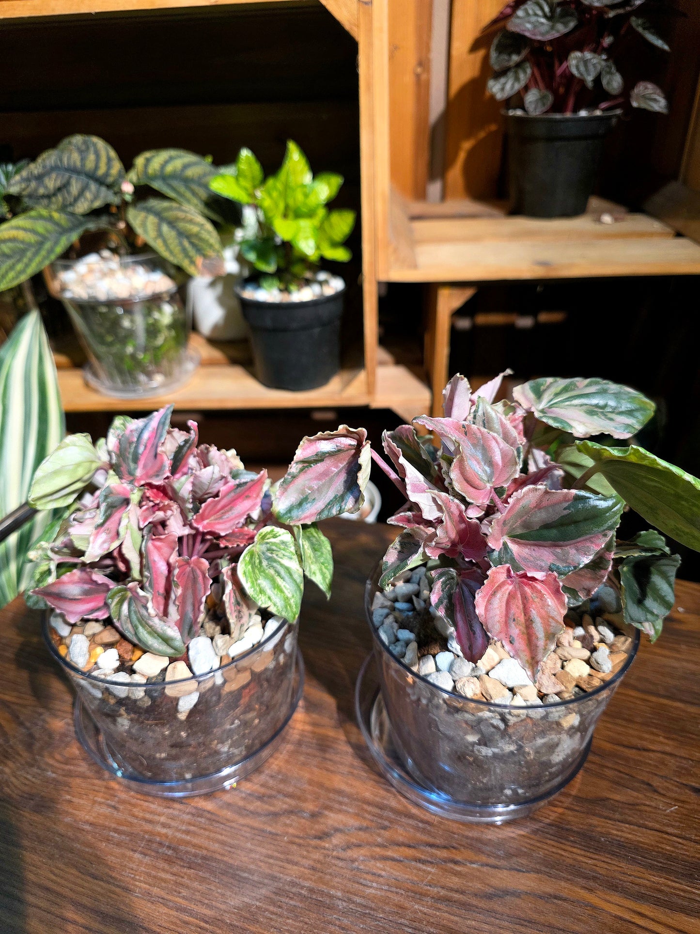 Peperomia pink lady 椒草錦
