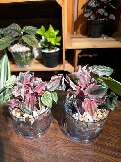 Peperomia pink lady 椒草錦