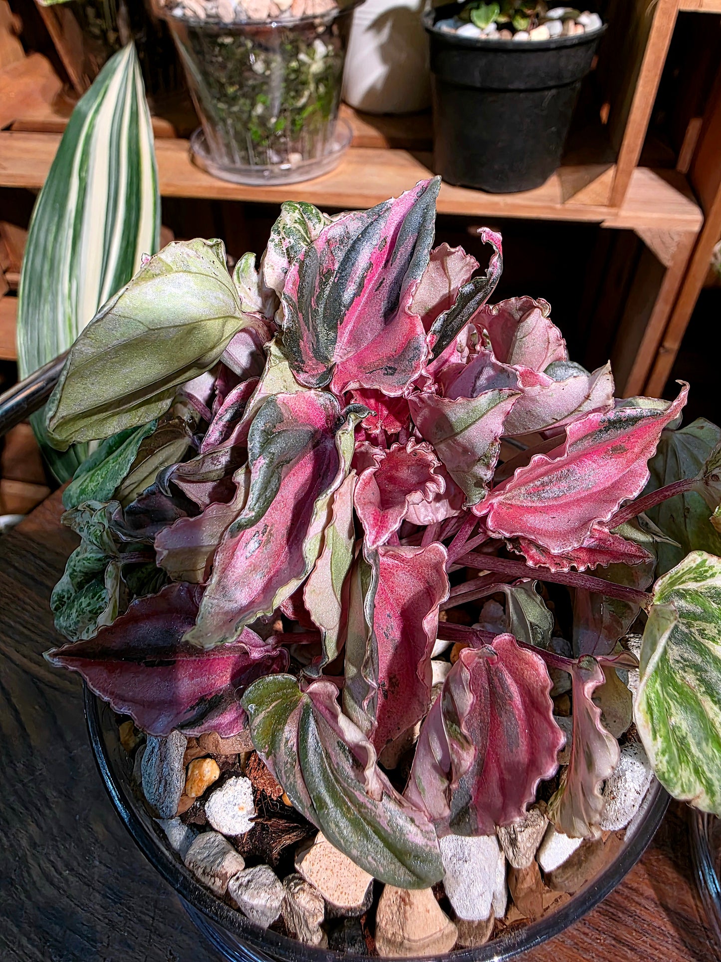 Peperomia pink lady 椒草錦