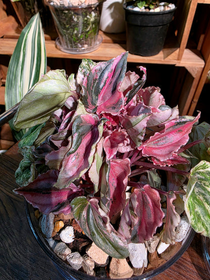 Peperomia pink lady 椒草錦