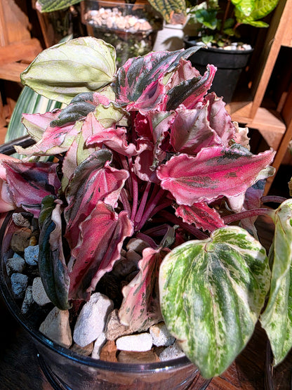 Peperomia pink lady 椒草錦
