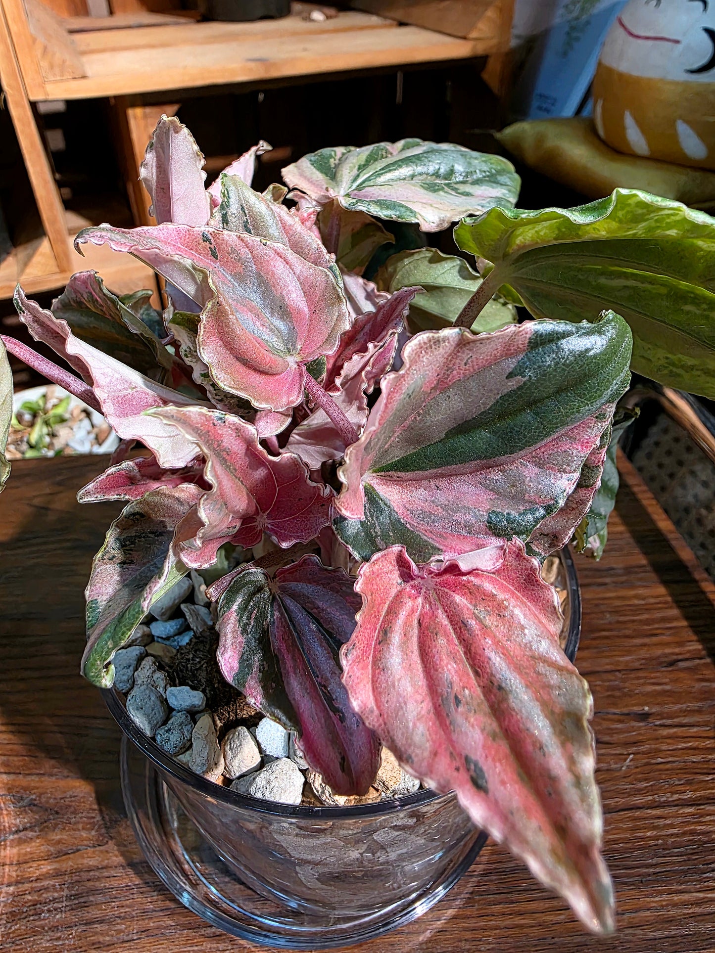 Peperomia pink lady 椒草錦