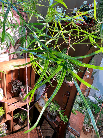 Brachychiton rupestris 昆士蘭瓶幹樹