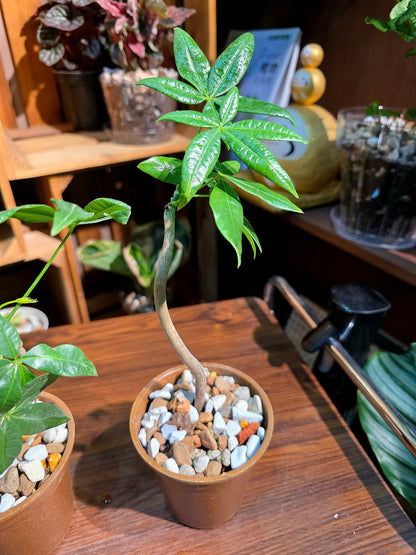 Pachira aquaticab 馬拉巴栗原生種發財樹