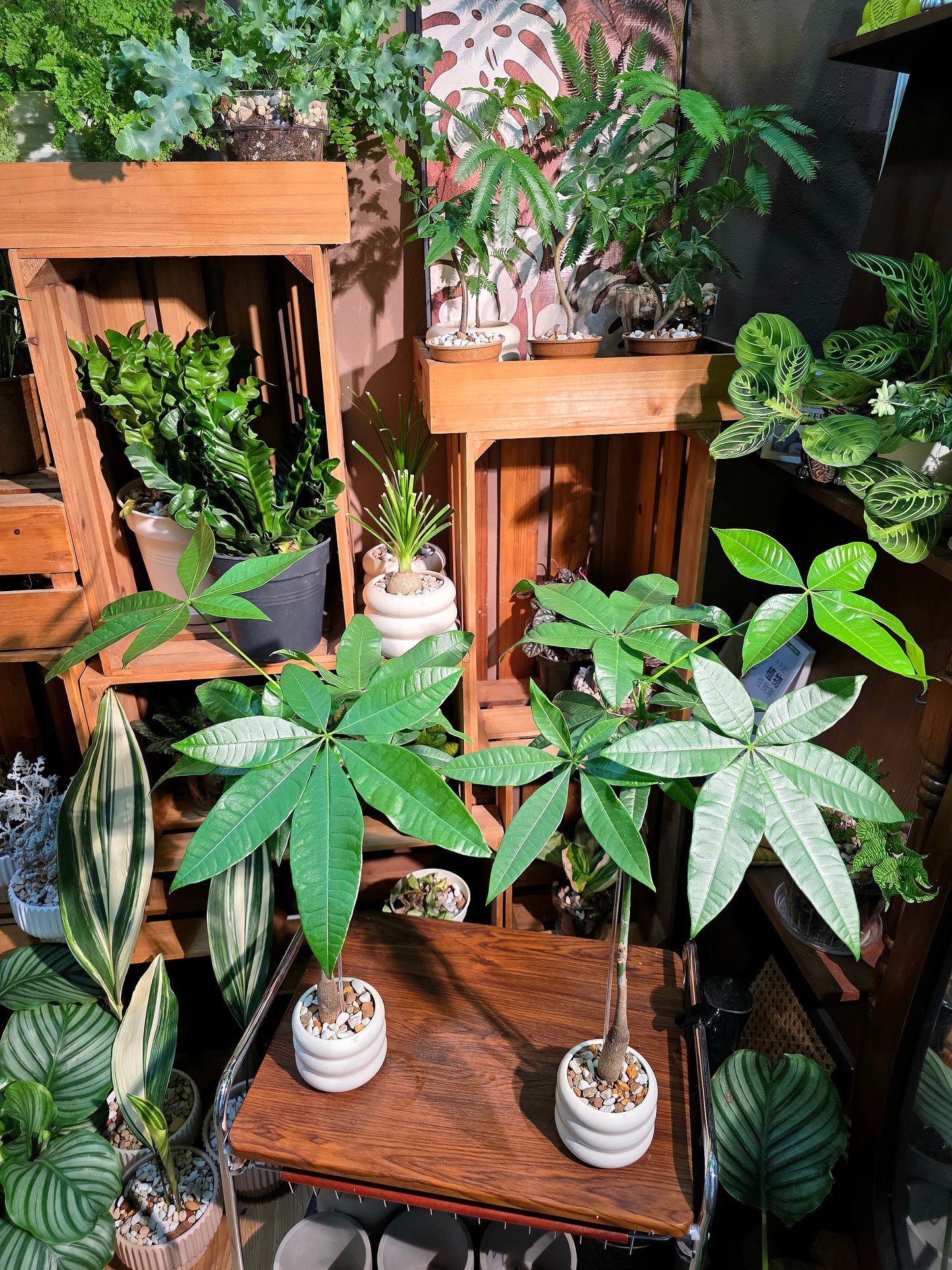 Pachira aquaticab 馬拉巴栗原生種發財樹