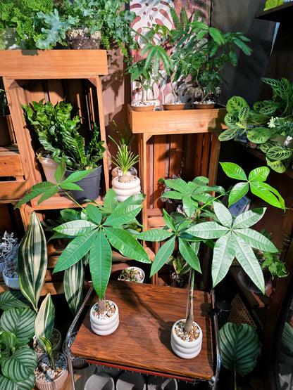 Pachira aquaticab 馬拉巴栗原生種發財樹