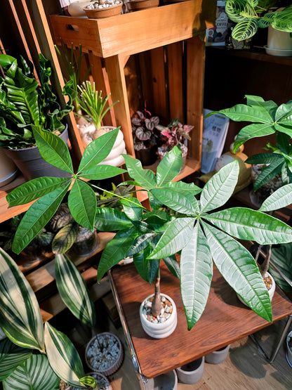 Pachira aquaticab 馬拉巴栗原生種發財樹