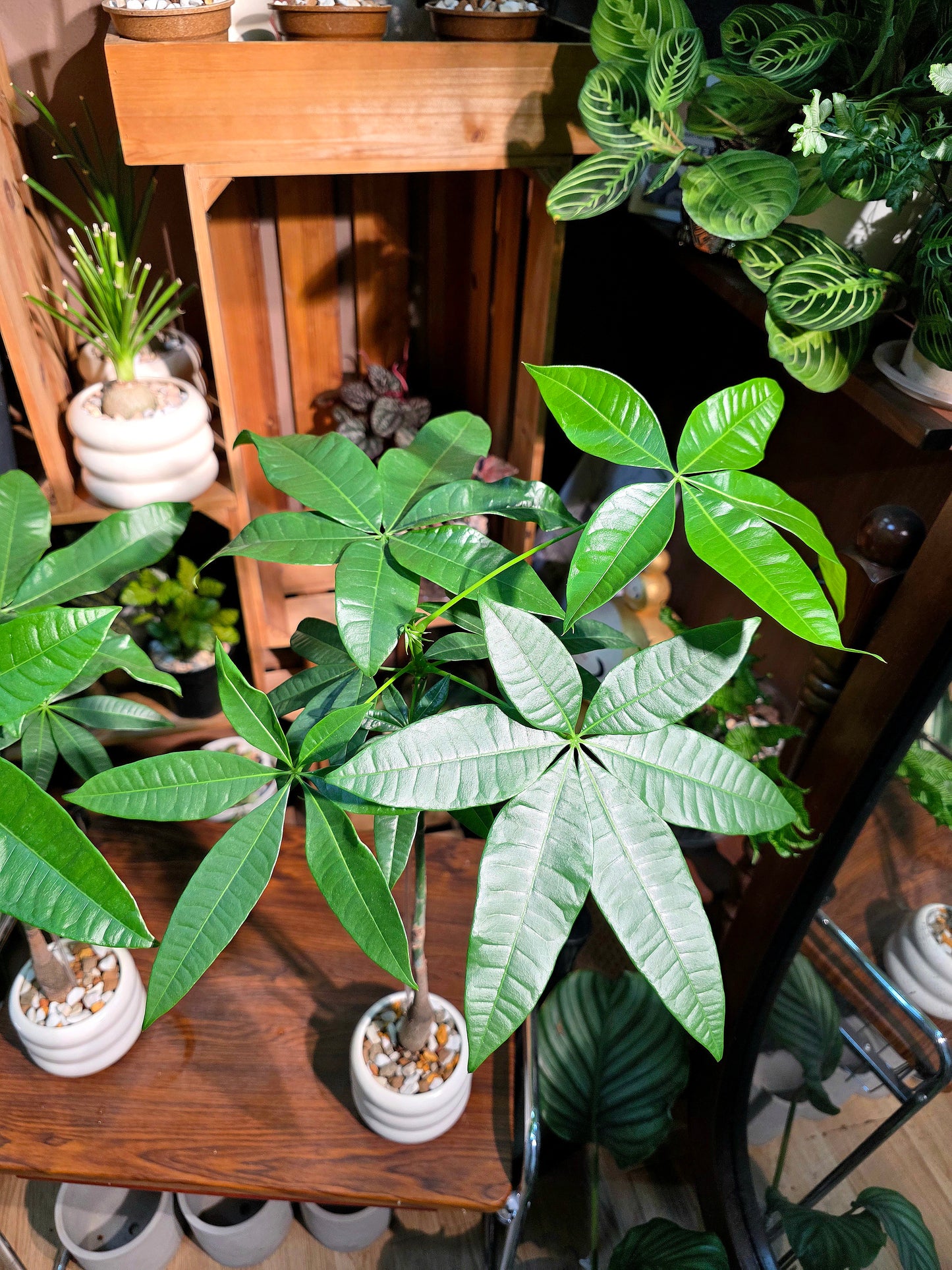 Pachira aquaticab 馬拉巴栗原生種發財樹