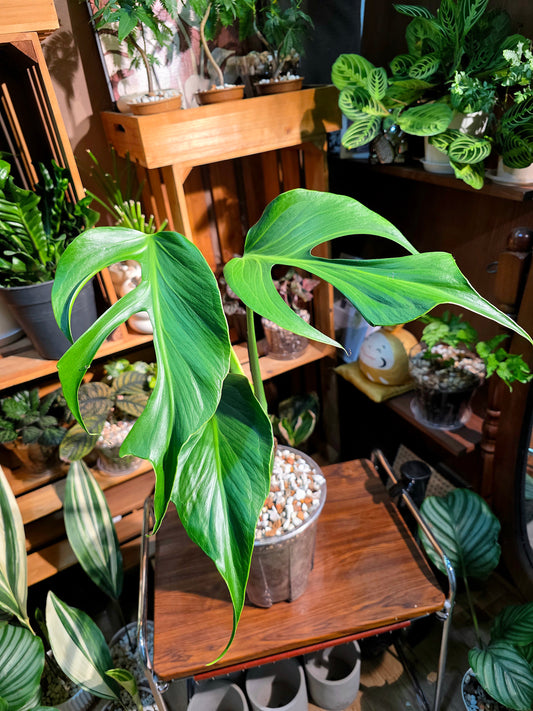 Monstera burle marx flame 巴西龜背
