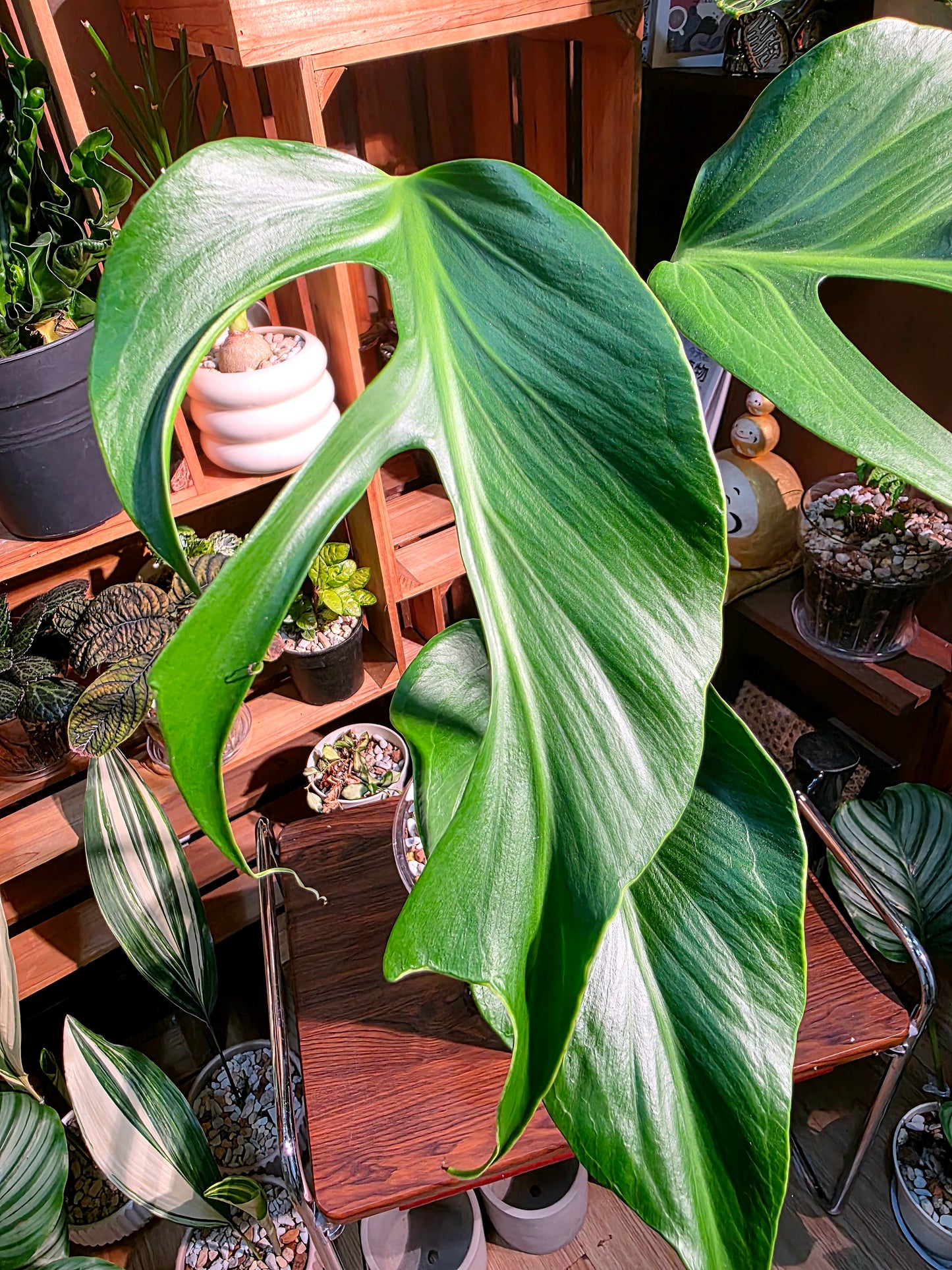 Monstera burle marx flame 巴西龜背