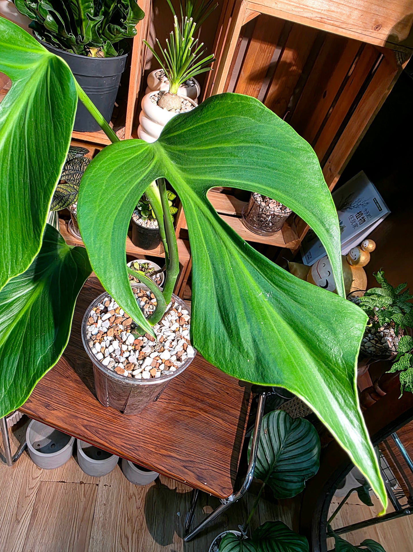 Monstera burle marx flame 巴西龜背