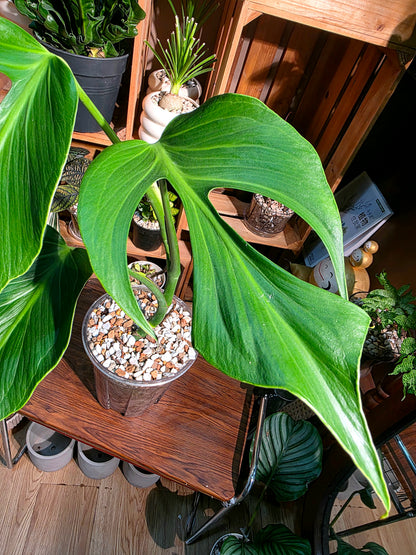 Monstera burle marx flame 巴西龜背
