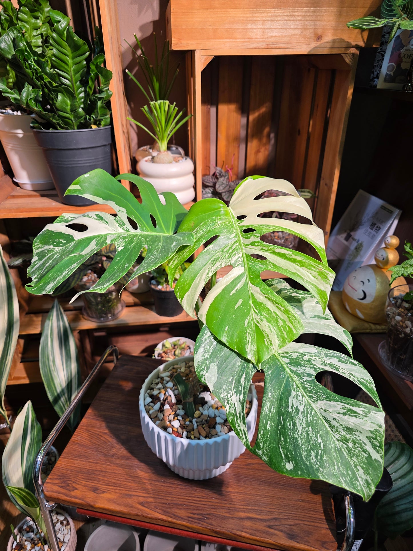 Monstera albo variegated 白斑龜背竹