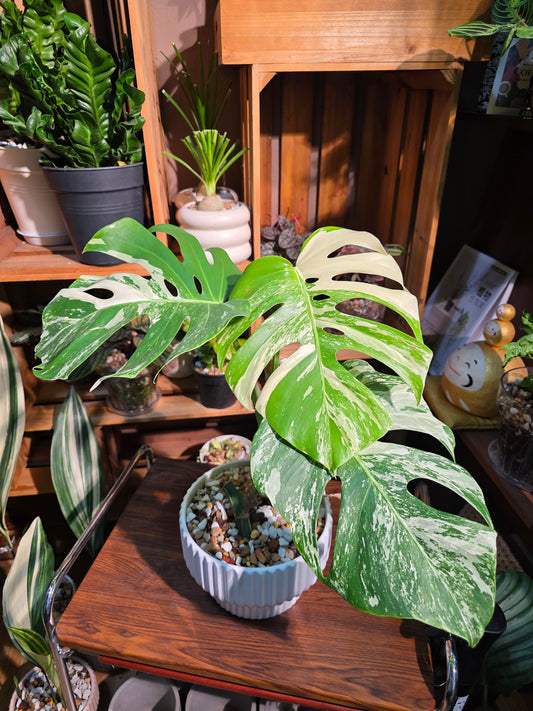 Monstera albo variegated 白斑龜背竹