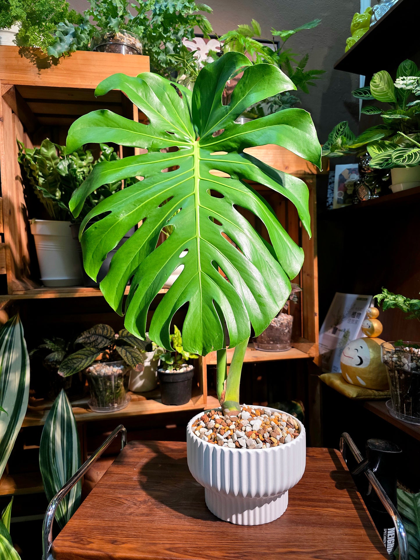 Monstera deliciosa 老樁龜背竹