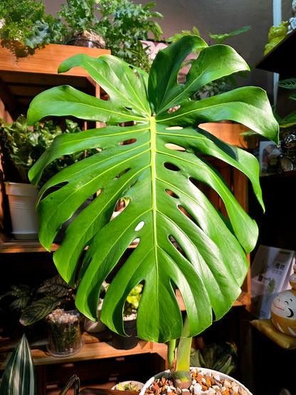 Monstera deliciosa 老樁龜背竹