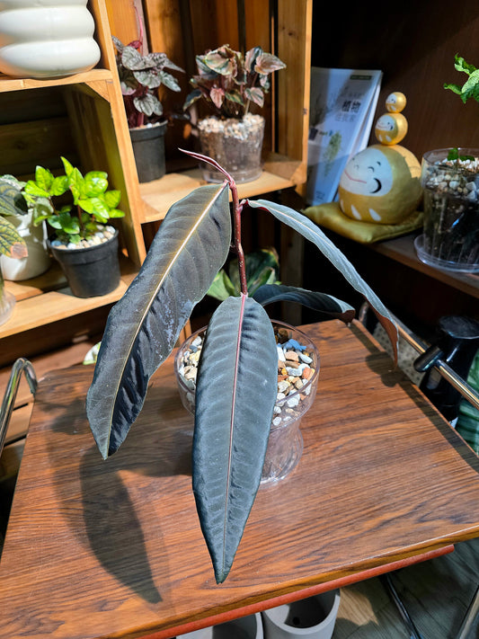 Labisia sp Stardust 星塵紫金牛