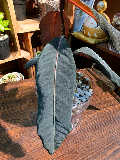 Labisia sp Stardust 星塵紫金牛