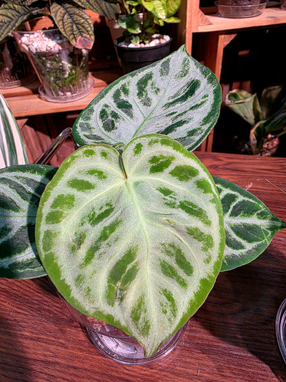 Anthurium dorayaki 銅鑼燒花燭