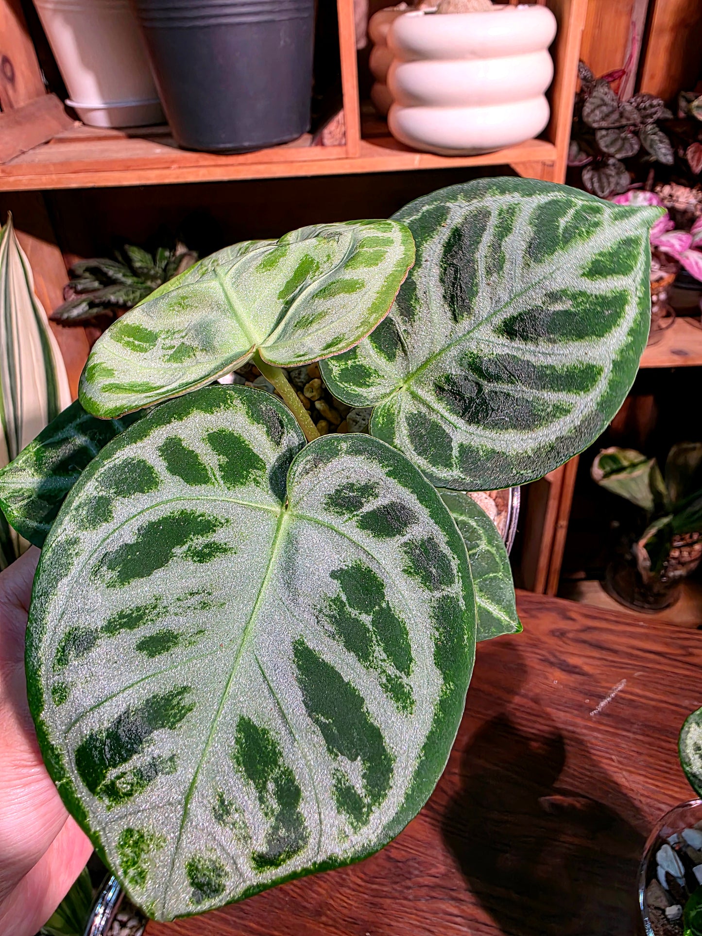 Anthurium dorayaki 銅鑼燒花燭